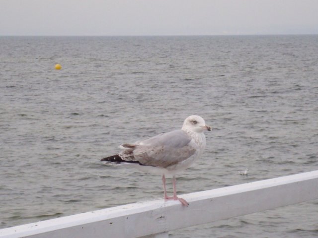 dsc00815.jpg