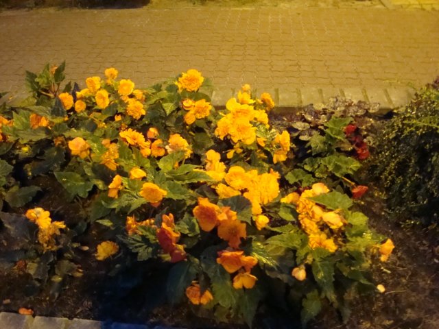 dsc00838.jpg