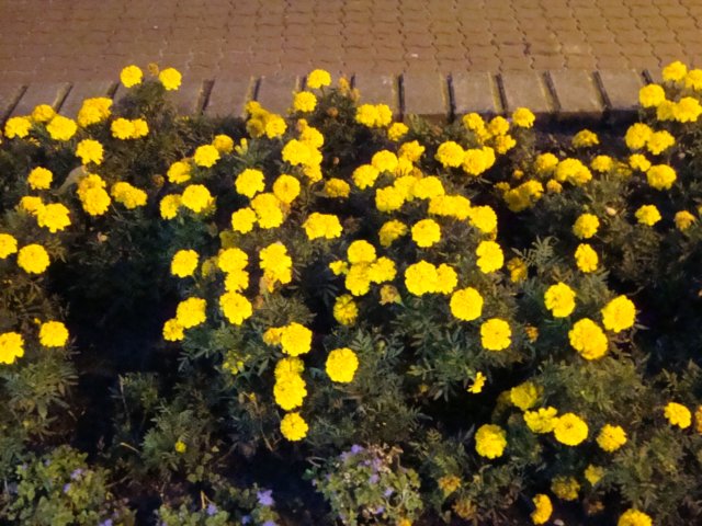 dsc00843.jpg