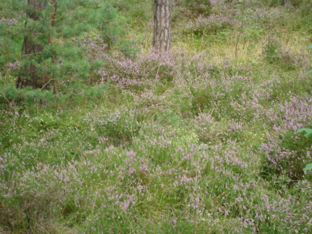 dsc00927.jpg